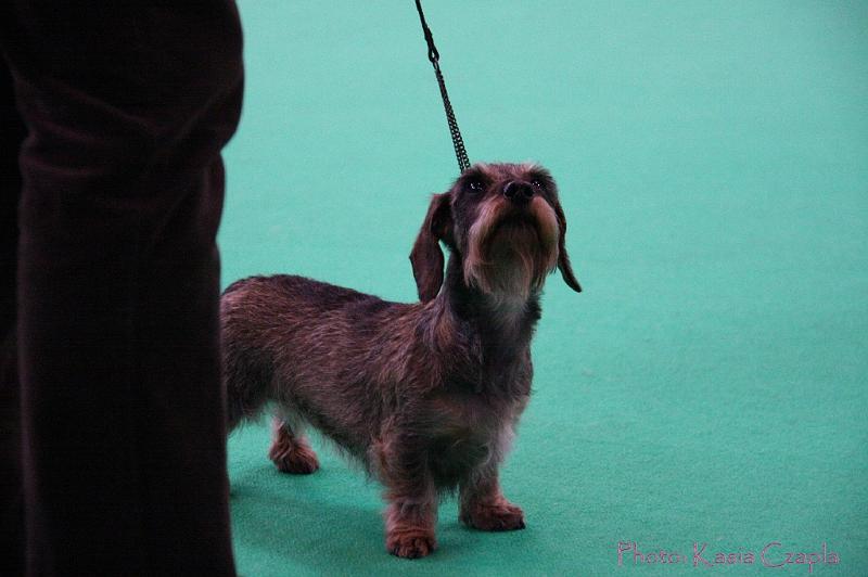 Crufts2011_2 1356.jpg